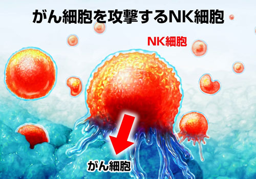 がんを攻撃するナチュラルキラー細胞（NK細胞）
